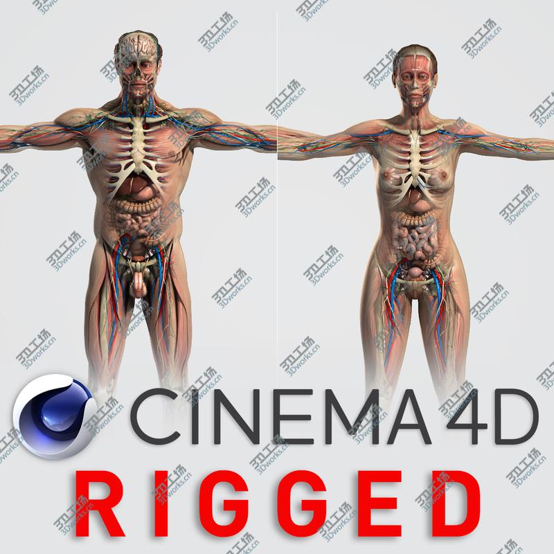 images/goods_img/20210113/C4D Male and Female Anatomy V07/2.jpg